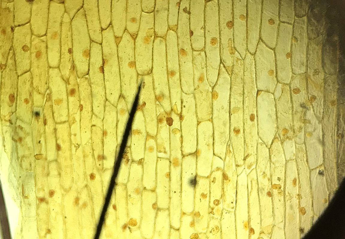 Detail buněk skrz okulár mikroskopu – Kroužek mikroskopování