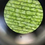 Mikroskopování na ČRG v září 2021