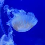1.R na návštěvě Světa medúz