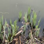 536D2738-DBB3-458C-8B0D-9768260C3EA0_1_105_c